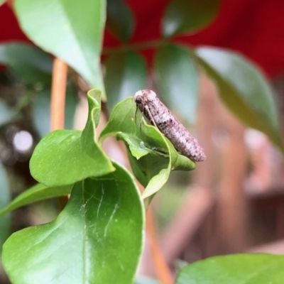 Oenosandra boisduvalii (Boisduval's Autumn Moth) at Aranda, ACT - 19 Mar 2022 by KMcCue