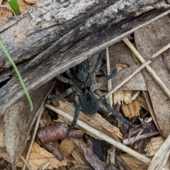 Lycosidae (family) (Wolf spider) at Watson, ACT - 19 Mar 2022 by AniseStar