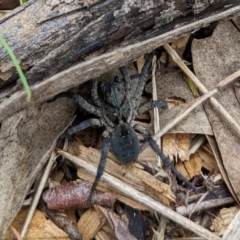 Lycosidae (family) at Watson, ACT - 19 Mar 2022