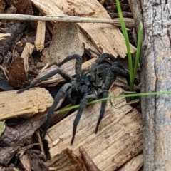 Lycosidae (family) at Watson, ACT - 19 Mar 2022