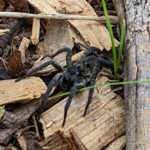 Lycosidae (family) at Watson, ACT - 19 Mar 2022