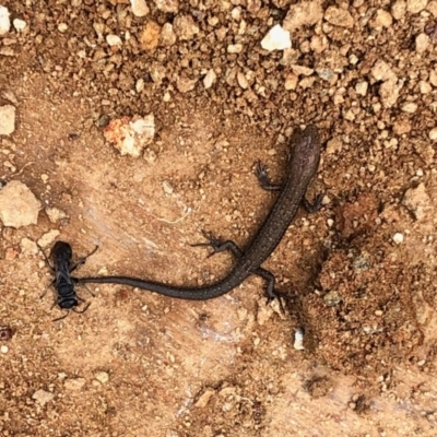 Lampropholis guichenoti (Common Garden Skink) at Aranda, ACT - 19 Mar 2022 by KMcCue