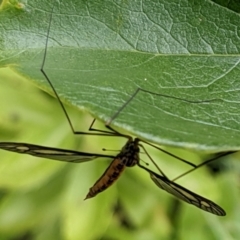 Ptilogyna sp. (genus) (A crane fly) at Watson, ACT - 19 Mar 2022 by AniseStar