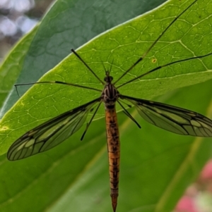 Ptilogyna sp. (genus) at Watson, ACT - suppressed