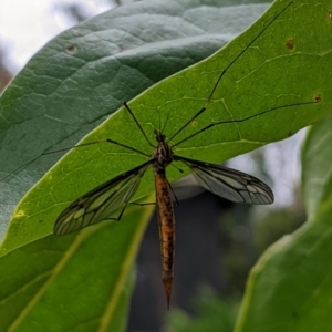 Ptilogyna sp. (genus) at Watson, ACT - suppressed