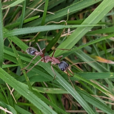 Myrmecia nigriceps (Black-headed bull ant) at Watson, ACT - 19 Mar 2022 by AniseStar