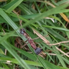 Myrmecia nigriceps at Watson, ACT - 19 Mar 2022