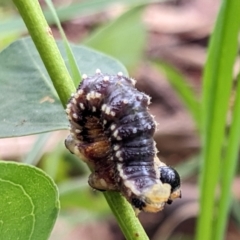 Pergidae sp. (family) (Unidentified Sawfly) at Watson, ACT - 19 Mar 2022 by AniseStar