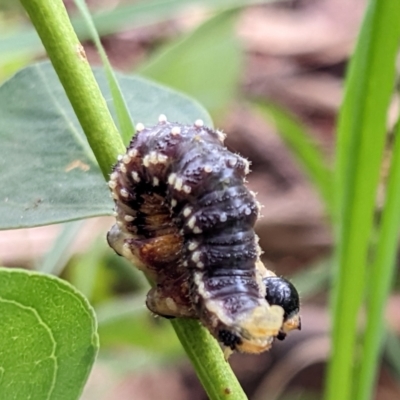 Pergidae sp. (family) (Unidentified Sawfly) at Watson, ACT - 19 Mar 2022 by AniseStar