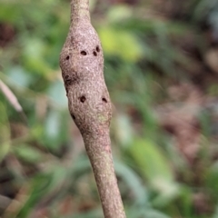 Eucalyptus insect gall at Watson Green Space - 19 Mar 2022 by AniseStar