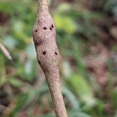 Unidentified Eucalyptus Gall at Watson, ACT - 19 Mar 2022 by AniseStar