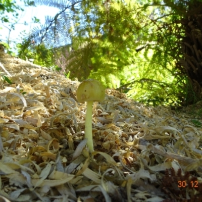 Unverified Cap on a stem; gills below cap [mushrooms or mushroom-like] at Kambah, ACT - 30 Dec 2021 by GirtsO