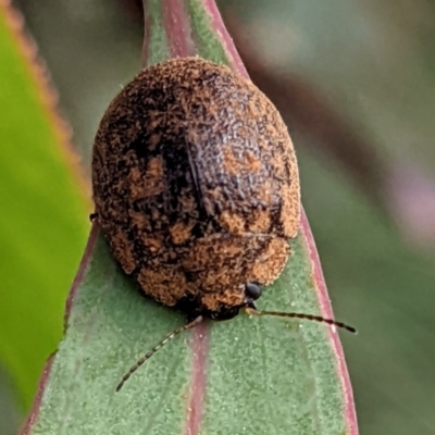 Trachymela sp. (genus) (Brown button beetle) at Lions Youth Haven - Westwood Farm A.C.T. - 19 Mar 2022 by HelenCross