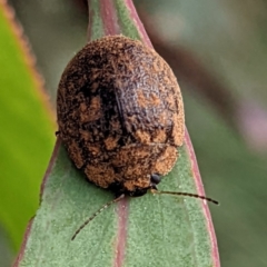 Trachymela sp. (genus) (Brown button beetle) at Kambah, ACT - 19 Mar 2022 by HelenCross