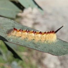 Trichiocercus sparshalli (Sparshall's Moth) at Lions Youth Haven - Westwood Farm A.C.T. - 19 Mar 2022 by HelenCross