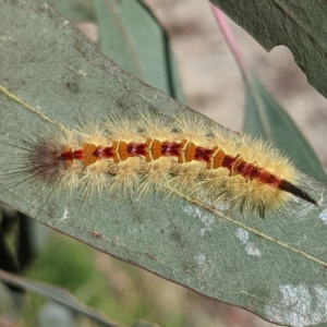 Trichiocercus sparshalli at Kambah, ACT - 19 Mar 2022