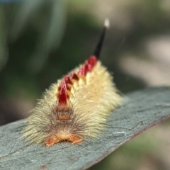 Trichiocercus sparshalli at Kambah, ACT - 19 Mar 2022