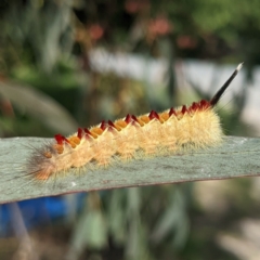 Trichiocercus sparshalli at Kambah, ACT - 19 Mar 2022 04:00 PM