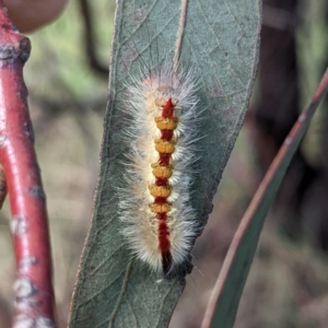 Trichiocercus sparshalli at Kambah, ACT - 19 Mar 2022 04:00 PM