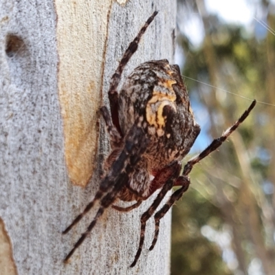 Socca pustulosa (Knobbled Orbweaver) at Yass River, NSW - 19 Mar 2022 by SenexRugosus