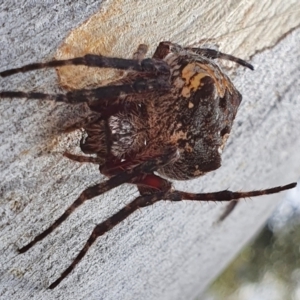 Socca pustulosa at Yass River, NSW - 19 Mar 2022 02:20 PM