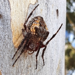 Socca pustulosa at Yass River, NSW - 19 Mar 2022 02:20 PM