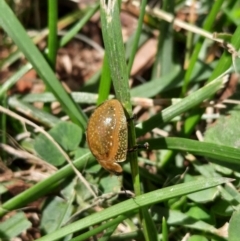 Paropsisterna cloelia (Eucalyptus variegated beetle) at Bruce, ACT - 11 Mar 2022 by ArianaS