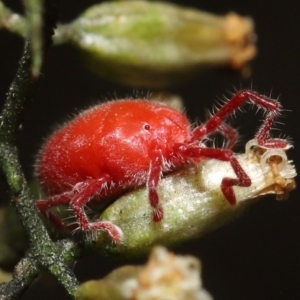 Trombidiidae (family) at Acton, ACT - 18 Mar 2022