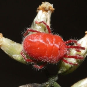 Trombidiidae (family) at Acton, ACT - 18 Mar 2022