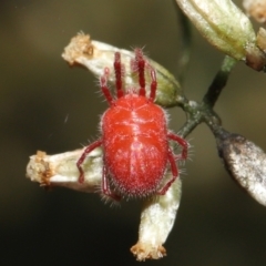 Trombidiidae (family) at Acton, ACT - 18 Mar 2022