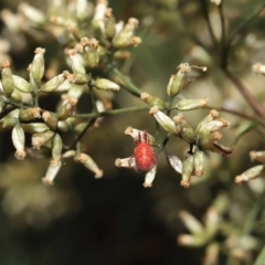 Trombidiidae (family) at Acton, ACT - 18 Mar 2022