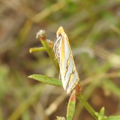 Thudaca mimodora (A Gelechioid moth) at QPRC LGA - 19 Mar 2022 by Liam.m