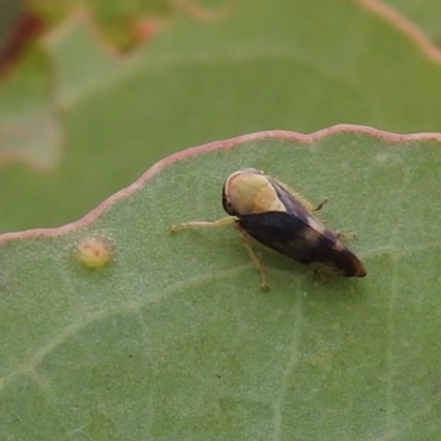 Brunotartessus fulvus (Yellow-headed Leafhopper) at Carwoola, NSW - 19 Mar 2022 by Liam.m