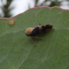 Brunotartessus fulvus at Carwoola, NSW - suppressed