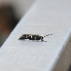 Pison sp. (genus) (Black mud-dauber wasp) at QPRC LGA - 18 Mar 2022 by Liam.m