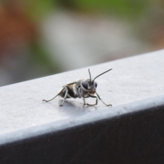 Pison sp. (genus) at Carwoola, NSW - 19 Mar 2022