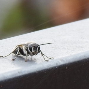 Pison sp. (genus) at Carwoola, NSW - suppressed