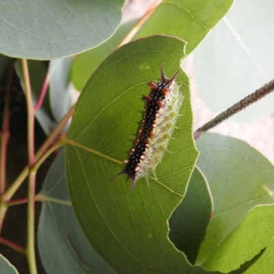 Doratifera casta (Black Slug Moth) at Carwoola, NSW - 19 Mar 2022 by Liam.m