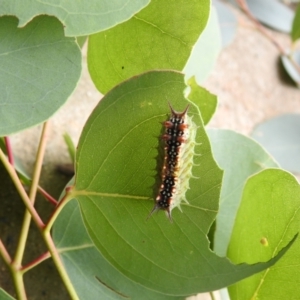 Doratifera casta at Carwoola, NSW - 19 Mar 2022