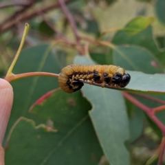 Pergidae sp. (family) (Unidentified Sawfly) at Lions Youth Haven - Westwood Farm A.C.T. - 18 Mar 2022 by HelenCross