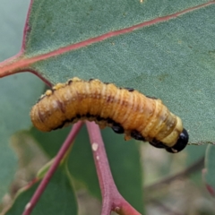 Pergidae sp. (family) at Stromlo, ACT - 18 Mar 2022