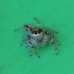 Clynotis severus (Stern Jumping Spider) at Wanniassa, ACT - 19 Mar 2022 by JohnBundock