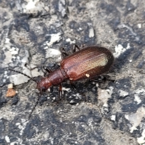 Ecnolagria grandis at Paddys River, ACT - 19 Mar 2022