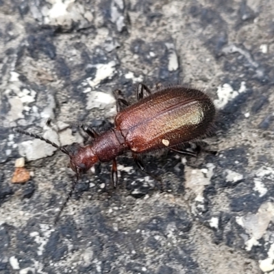Ecnolagria grandis (Honeybrown beetle) at Gibraltar Pines - 18 Mar 2022 by trevorpreston