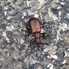 Ecnolagria grandis at Paddys River, ACT - 19 Mar 2022 10:58 AM