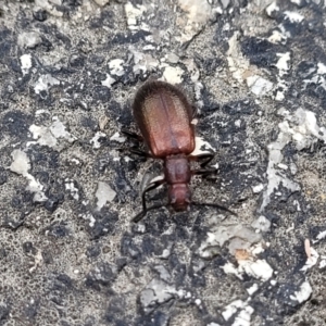 Ecnolagria grandis at Paddys River, ACT - 19 Mar 2022