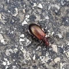 Ecnolagria grandis at Paddys River, ACT - 19 Mar 2022