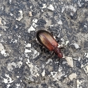 Ecnolagria grandis at Paddys River, ACT - 19 Mar 2022 10:58 AM