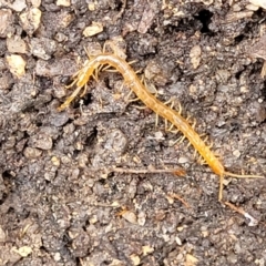 Cryptops sp. (genus) (Blind Scolopendroid Centipede) at Paddys River, ACT - 19 Mar 2022 by trevorpreston