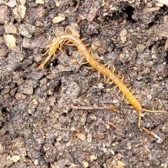 Cryptops sp. (genus) (Blind Scolopendroid Centipede) at Gibraltar Pines - 19 Mar 2022 by trevorpreston